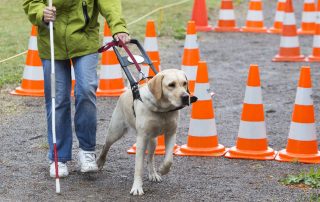 guide dog foundation for the blind