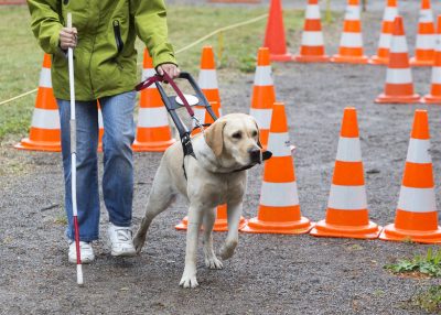 guide dog foundation for the blind